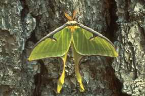 Big Thicket National Preserve